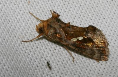 Plusie chalcite (La) Chrysodeixis chalcites (Esper, 1789)