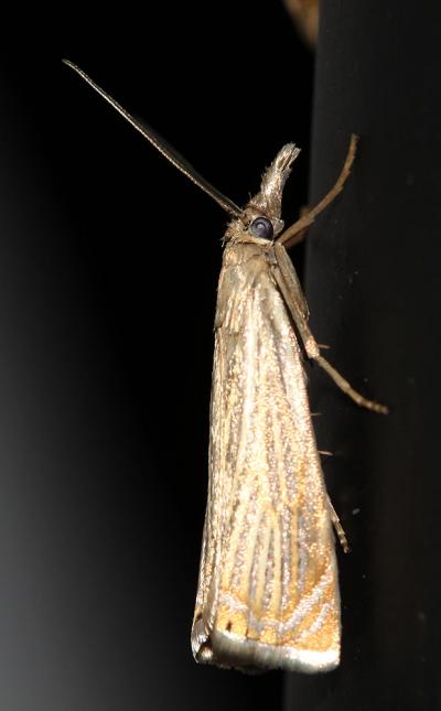  Chrysoteuchia culmella (Linnaeus, 1758)
