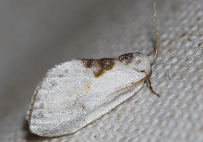 Petite Epine (La) Cilix glaucata (Scopoli, 1763)