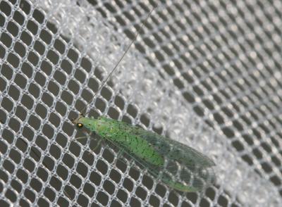  Pseudomallada zelleri (Schneider, 1851)