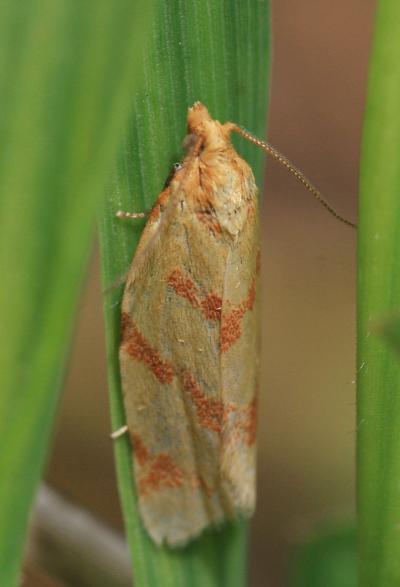  Clepsis pallidana (Fabricius, 1777)