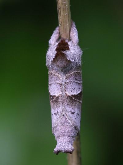 Hausse-Queue brune (La), Recluse (La) Clostera pigra (Hufnagel, 1766)