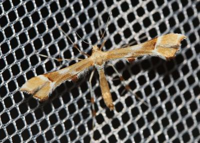  Cnaemidophorus rhododactylus (Denis & Schiffermüller, 1775)