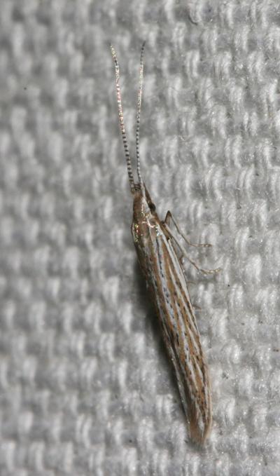  Coleophora conyzae Zeller, 1868