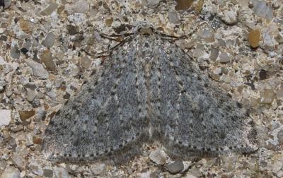 Cidarie pointillée (La) Colostygia multistrigaria (Haworth, 1809)