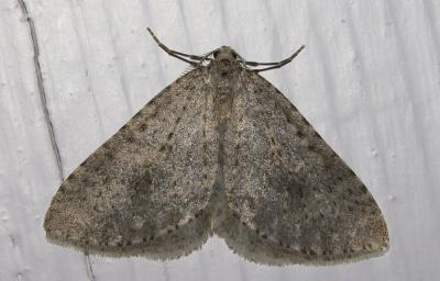 Cidarie pointillée (La) Colostygia multistrigaria (Haworth, 1809)