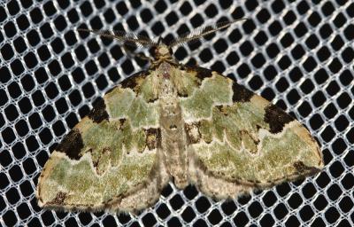 Cidarie verdâtre (La) Colostygia pectinataria (Knoch, 1781)