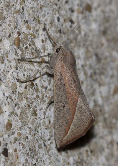 Fidonie pointue (La) Compsoptera opacaria (Hübner, 1819)