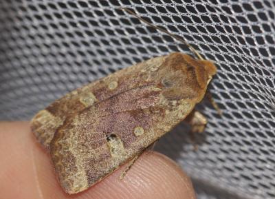 Orrhodie érythrocéphale (L'), Hyacinthe (L') Conistra erythrocephala (Denis & Schiffermüller, 1775)