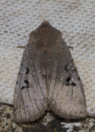 Orrhodie grise (L') Conistra rubiginosa (Scopoli, 1763)