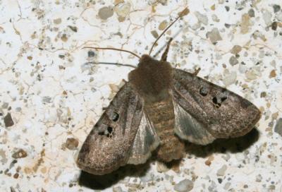 Orrhodie grise (L') Conistra rubiginosa (Scopoli, 1763)