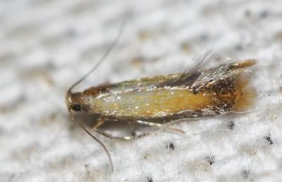  Coptotriche marginea (Haworth, 1828)