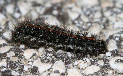Ecaille striée (L') Spiris striata (Linnaeus, 1758)