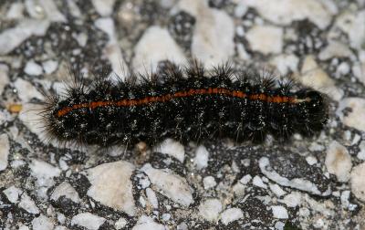 Ecaille striée (L') Spiris striata (Linnaeus, 1758)