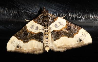 Lynx (Le) Cosmorhoe ocellata (Linnaeus, 1758)