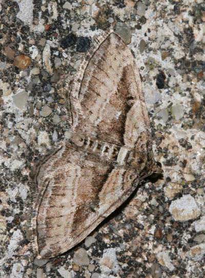 Phalène convexe (La) Costaconvexa polygrammata (Borkhausen, 1794)