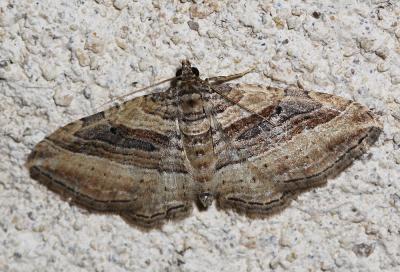 Phalène convexe (La) Costaconvexa polygrammata (Borkhausen, 1794)