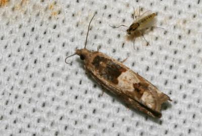  Crocidosema plebejana Zeller, 1847
