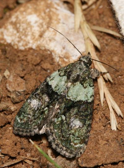 Bryophile vert-mousse (La) Cryphia algae (Fabricius, 1775)