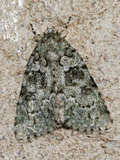Bryophile du Lichen (La) Nyctobrya muralis (Forster, 1771)