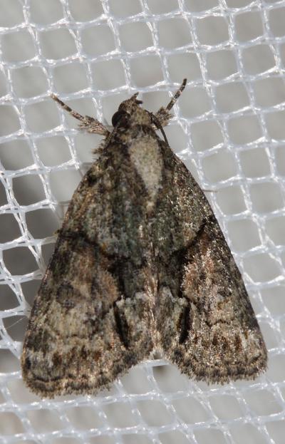 Bryophile modeste (La) Cryphia ochsi (Boursin, 1940)
