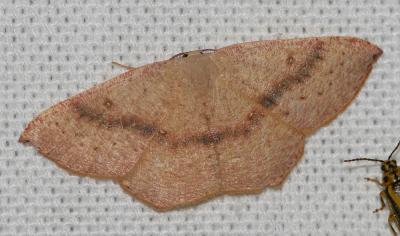 Ephyre pupillée (L') Cyclophora puppillaria (Hübner, 1799)