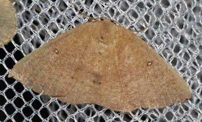Ephyre pupillée (L') Cyclophora puppillaria (Hübner, 1799)