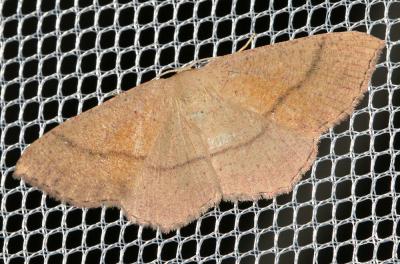 Ephyre blond-roux (L') Cyclophora suppunctaria (Zeller, 1847)