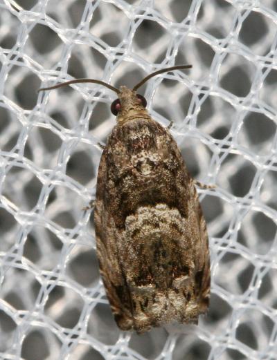  Cydia fagiglandana (Zeller, 1841)