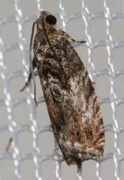  Cydia fagiglandana (Zeller, 1841)