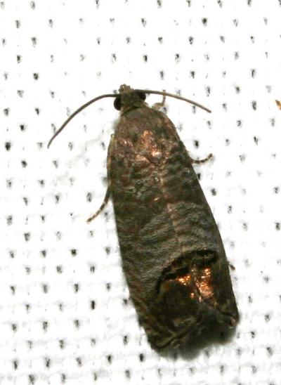  Cydia pomonella (Linnaeus, 1758)