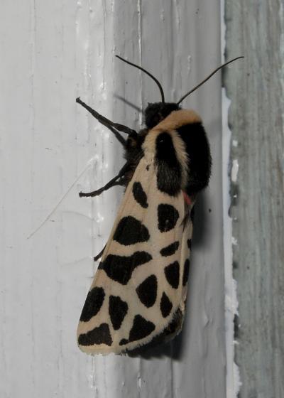 Ecaille tesselée (L'), Ecaille pudique (L') Cymbalophora pudica (Esper, 1785)