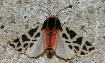 Ecaille tesselée (L'), Ecaille pudique (L') Cymbalophora pudica (Esper, 1785)