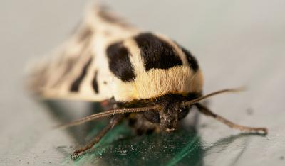 Ecaille tesselée (L'), Ecaille pudique (L') Cymbalophora pudica (Esper, 1785)