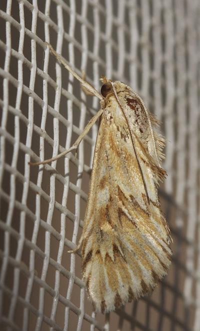  Cynaeda dentalis (Denis & Schiffermüller, 1775)