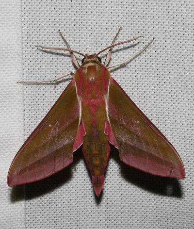 Grand Sphinx de la Vigne (Le) Deilephila elpenor (Linnaeus, 1758)