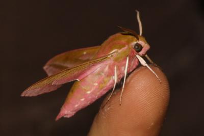Grand Sphinx de la Vigne (Le) Deilephila elpenor (Linnaeus, 1758)