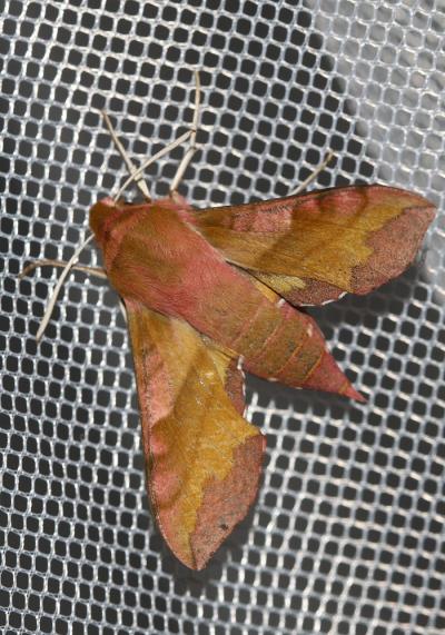 petit Sphinx de la Vigne (Le) Deilephila porcellus (Linnaeus, 1758)