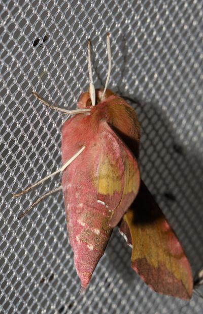 petit Sphinx de la Vigne (Le) Deilephila porcellus (Linnaeus, 1758)