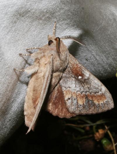 Bombyx du Pin (Le) Dendrolimus pini (Linnaeus, 1758)