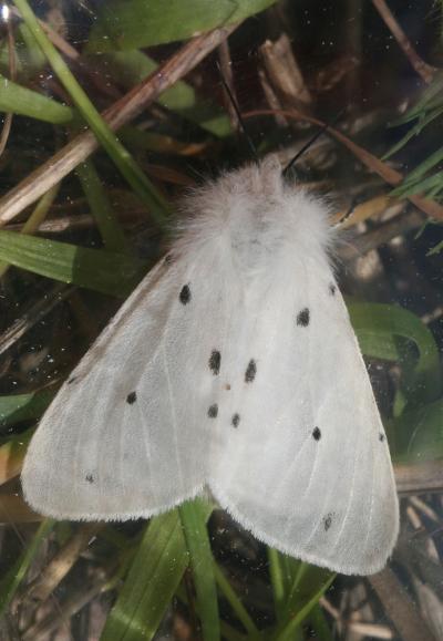 Ecaille mendiante (L') Diaphora mendica (Clerck, 1759)