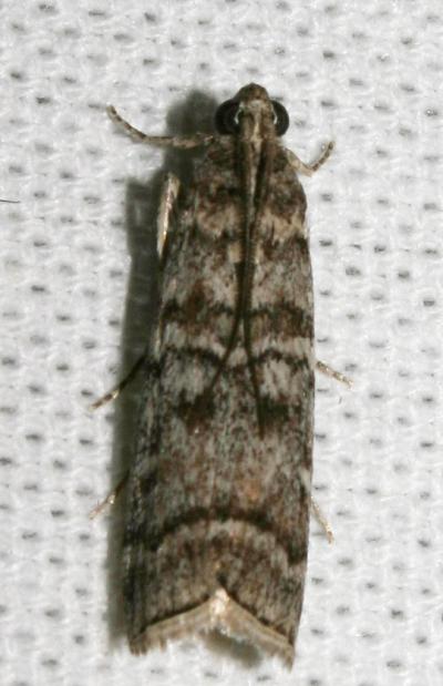  Dioryctria mendacella (Staudinger, 1859)