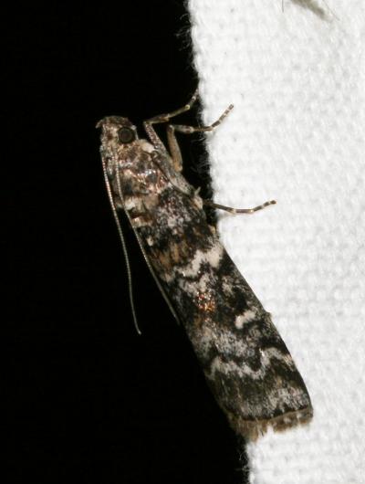  Dioryctria abietella (Denis & Schiffermüller, 1775)