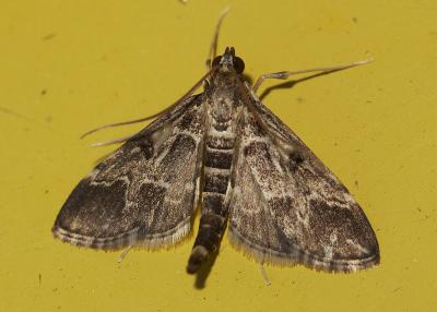  Duponchelia fovealis Zeller, 1847