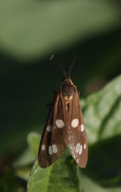 Ménagère (La) Dysauxes punctata (Fabricius, 1781)