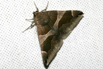 Passagère (La) Dysgonia algira (Linnaeus, 1767)