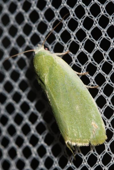 Halias du Saule (La) Earias clorana (Linnaeus, 1760)