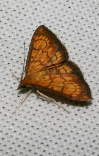  Ecpyrrhorrhoe rubiginalis (Hübner, 1796)