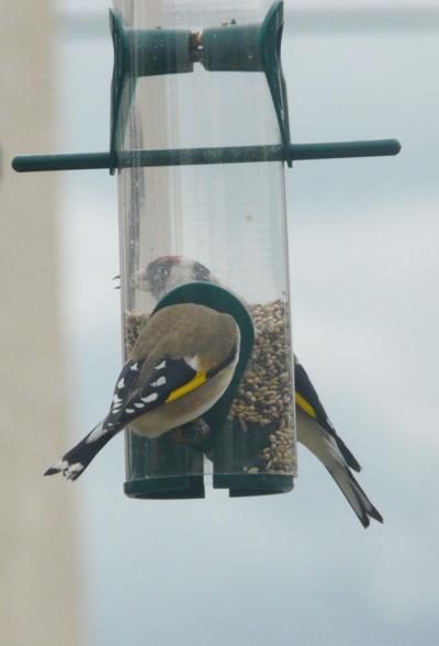 Chardonneret élégant Carduelis carduelis (Linnaeus, 1758)