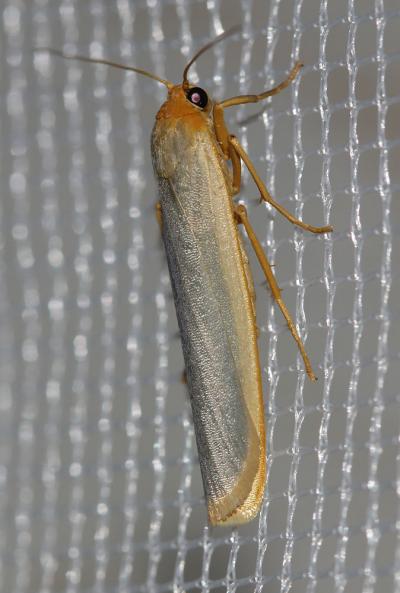 Manteau à tête jaune (Le), Lithosie aplatie (La) Eilema complana (Linnaeus, 1758)